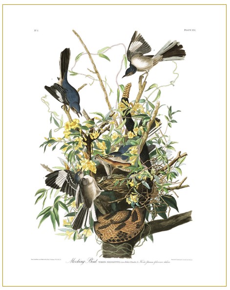 John James Birds of America | Beinecke Rare & Manuscript Library