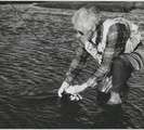 Lee Wulff releasing an Atlantic salmon in the Grimsa River, Iceland, Lee Wulff Papers, UNCAT MSS 802.