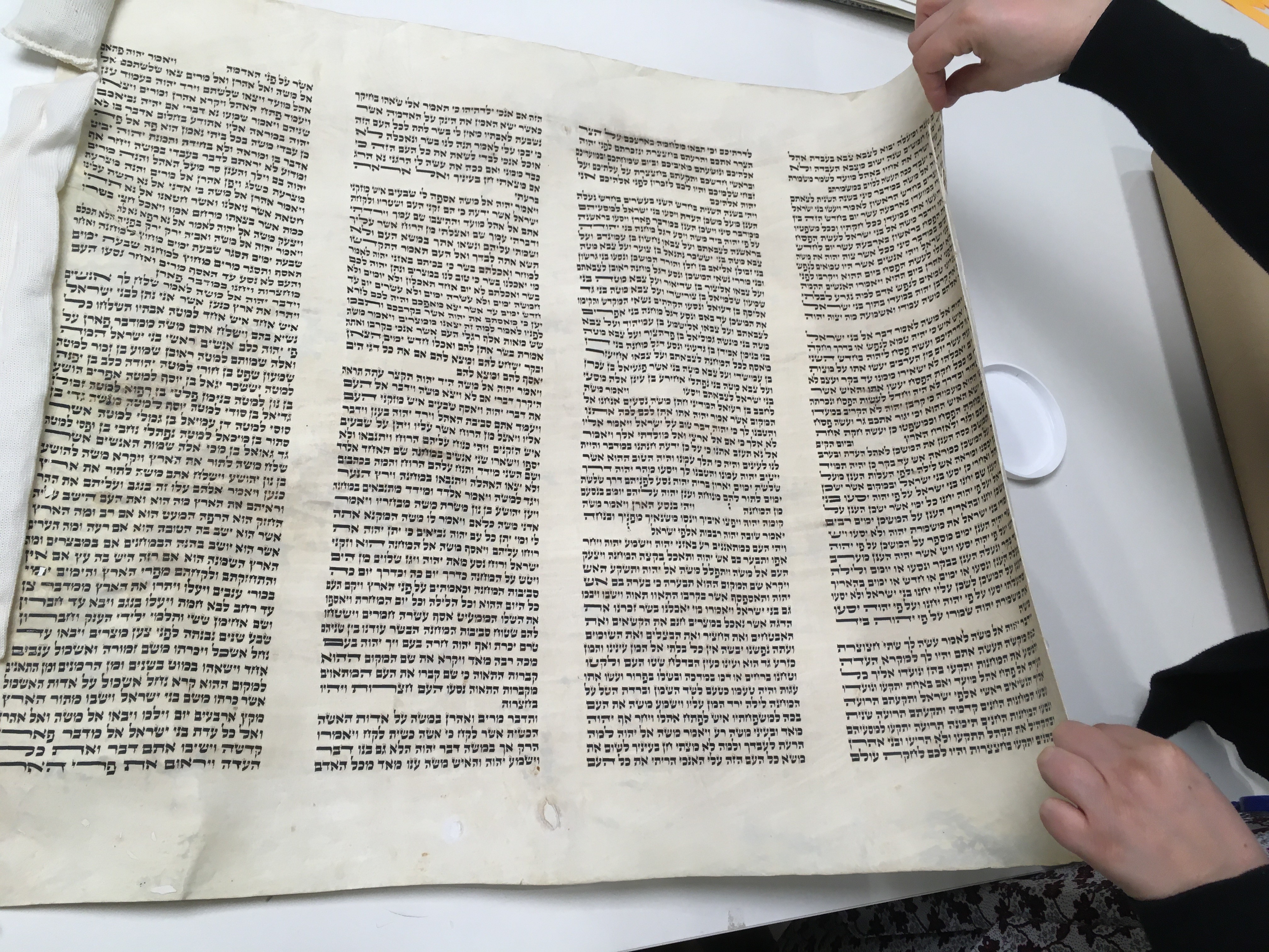 Recent Acquisition: Sefer Torah Scroll Fragments