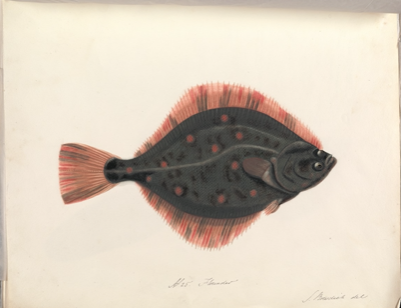 Drawing of flounder fish