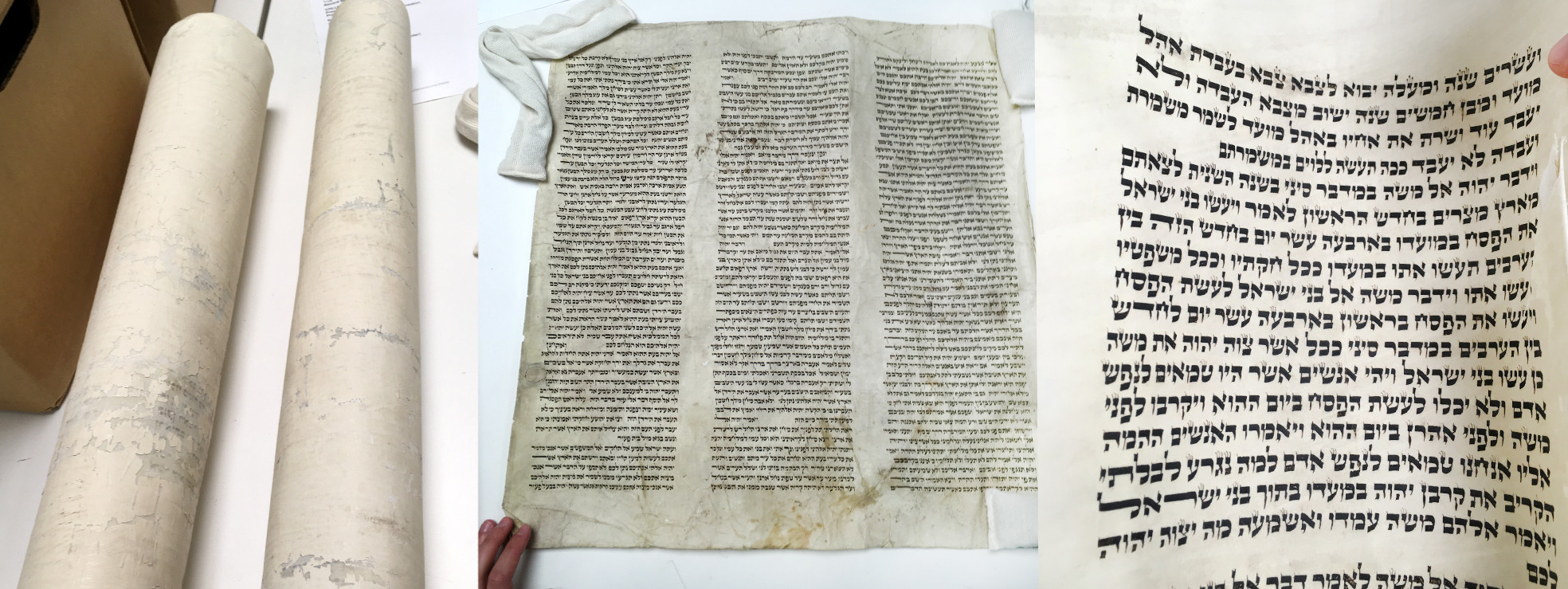 Composite photograph of the sefer Torah fragments.
