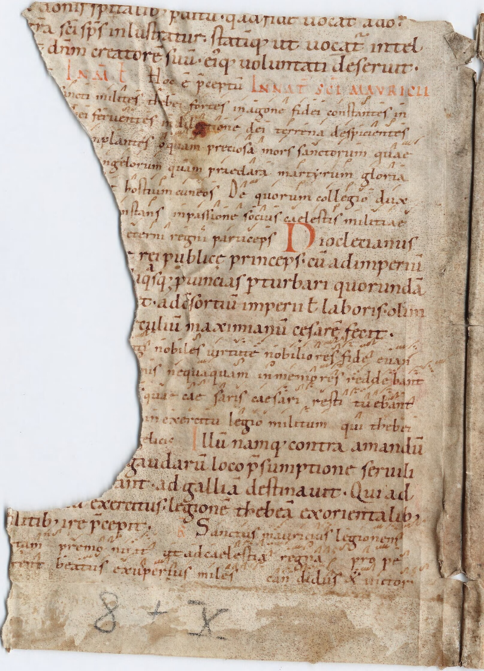 Ripped manuscript fragment with St. Maurice in red text indicating the beginning of his sung office.