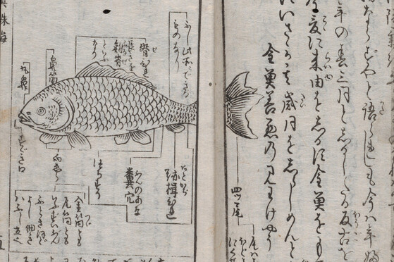 YAJ 10b7. A detail from a printed Edo book on goldfish. A lineart goldfish surrounded by text labeling the parts of the fish.