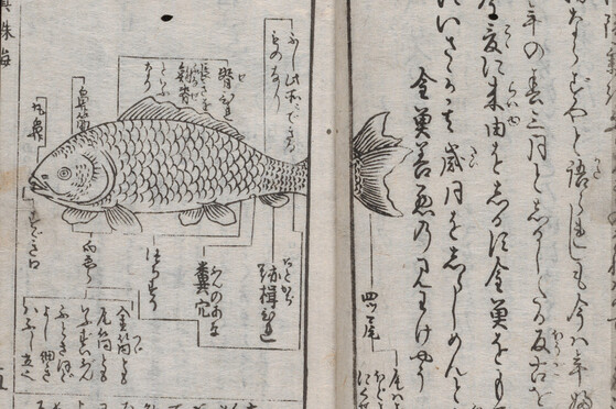 YAJ 10b7. A detail from a printed Edo book on goldfish. A lineart goldfish surrounded by text labeling the parts of the fish. 