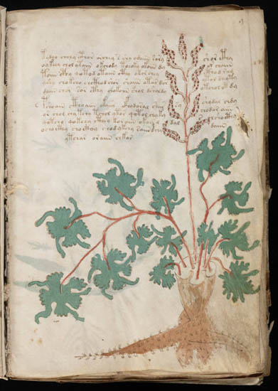 voynich manuscript pdf age